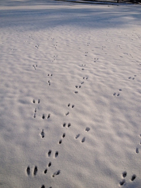 20120331-054141 PM.jpg