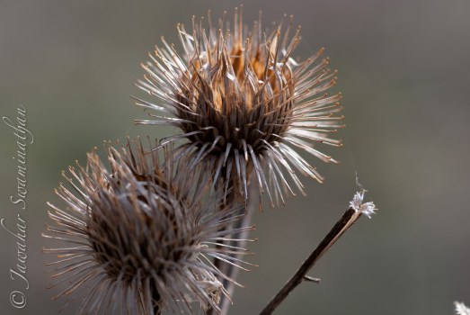 Here's hooking at you!