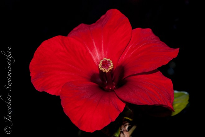 A fully open hibiscus flower