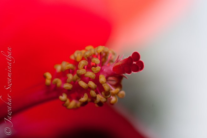 Detail of a hibiscus stamen and stigma