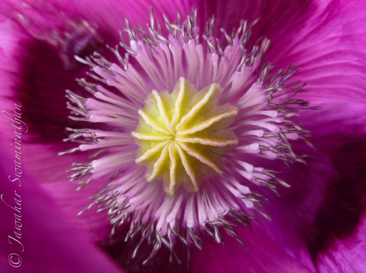 Heart of a poppy
