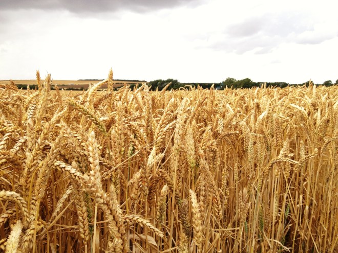 20120805-110011 AM.jpg