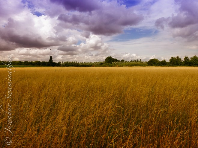 Gold, Grey and Purple