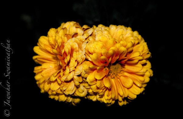 Chrysanthemum - on black