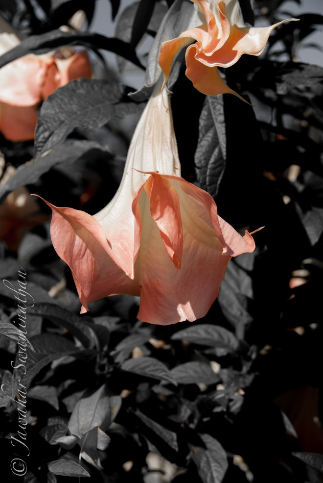 Removed greens, blues and yellow