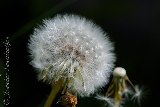 araxacum officinale