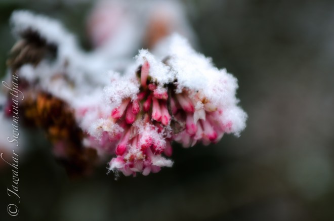 Hoar frost on some unfortunate blooms.