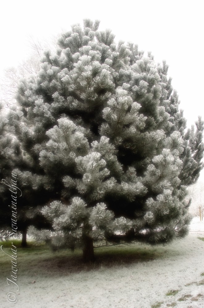A confier covered in ice needles