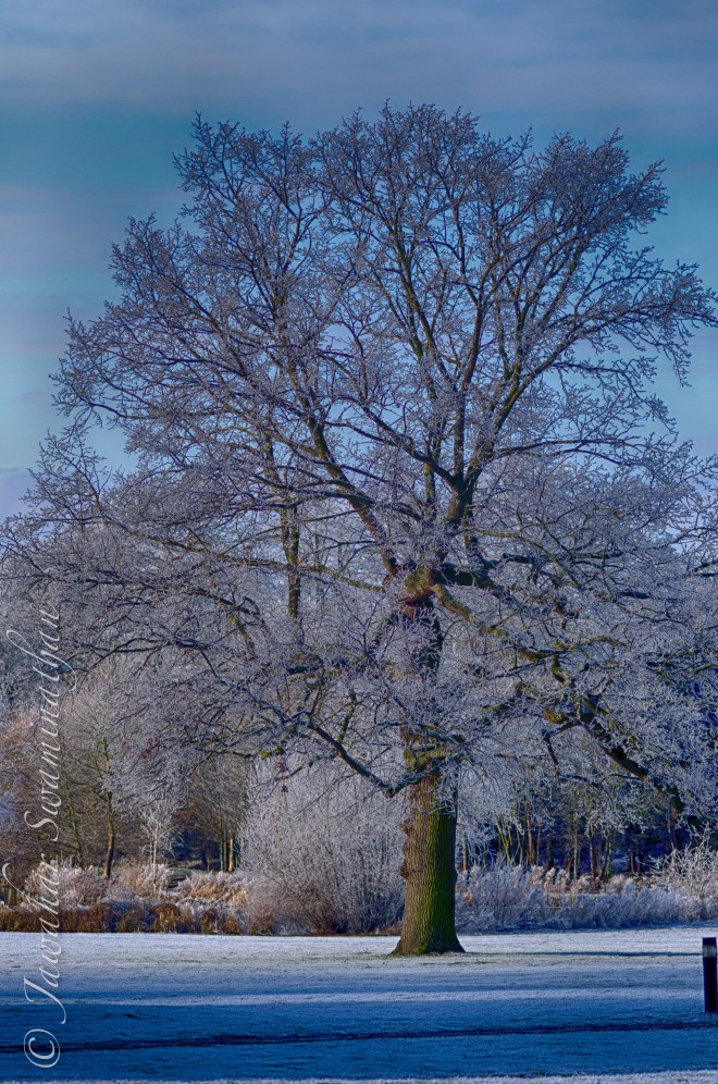 A tree in all its magnificence