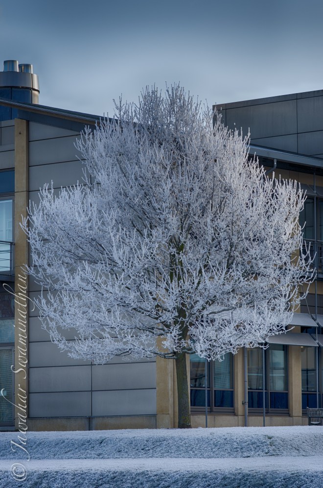 Cherry tree blooming ice