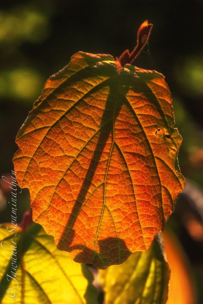 20130320-090831 PM.jpg