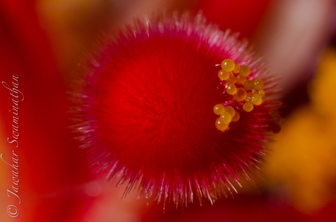 100% crop of a stigma showing the real structure of pollen.