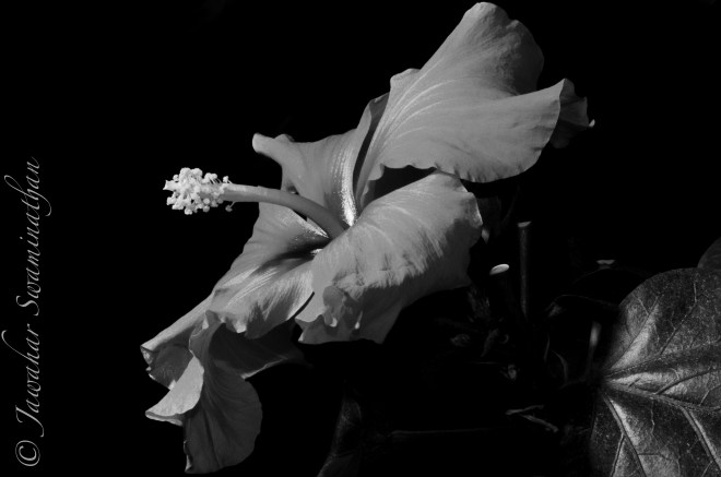 Processed in NIK Silver Efex Pro. Orange Filter.