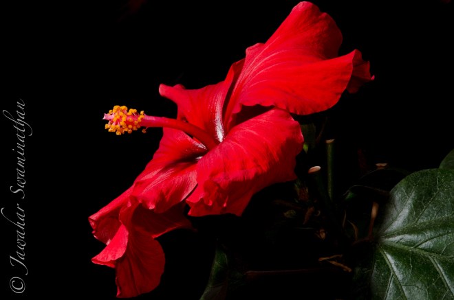 Hibiscus rosa-sinensis. 1/100, F32 Extenal flash used at right angles to ensure black background.