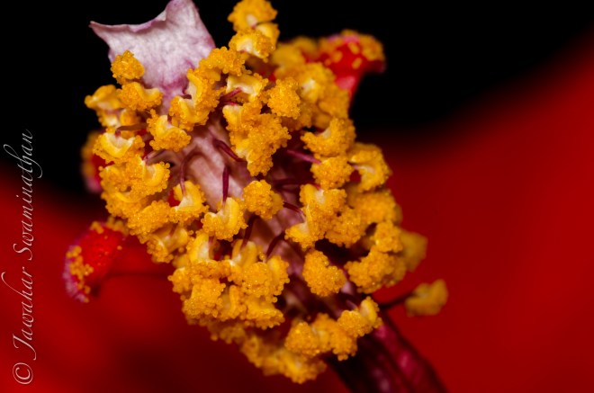 Detail of a Hibiscus flower stamen.