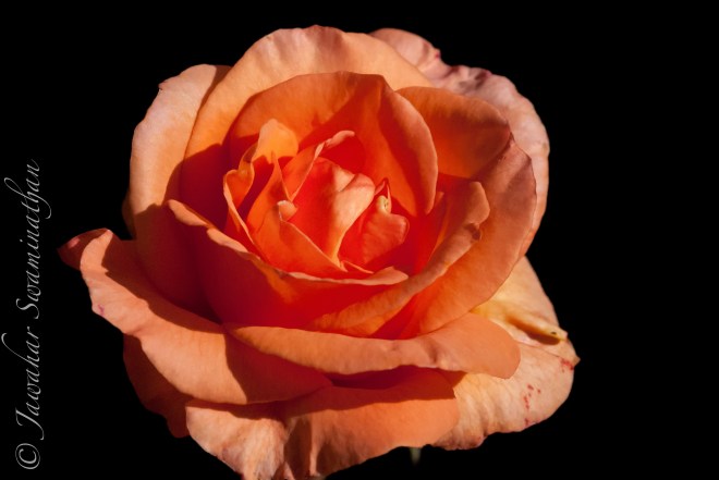 A rose in full bloom