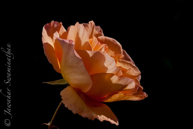 A rose in the setting summer sun.