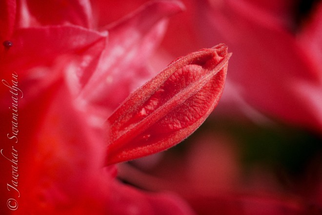 Peeking from a sea of red - Azalea bud