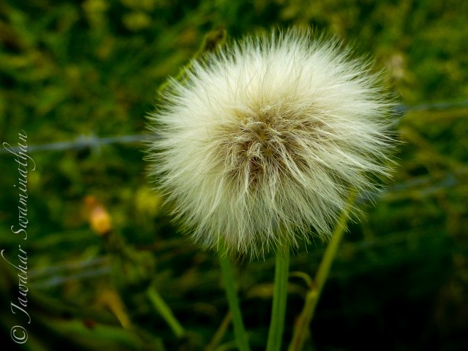 Sow-thistle seeds (Sonchus arvensis)