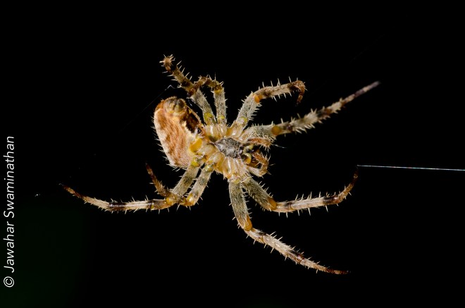 Tegenaria parietina (Cardinal spider)